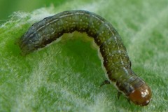 Orthosia gracilis