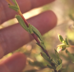 Hermannia aff-denudata