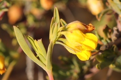 Hermannia aff-denudata