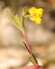 Hermannia aff-denudata
