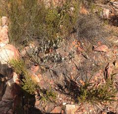 Phylica willdenowiana