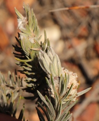 Phylica willdenowiana