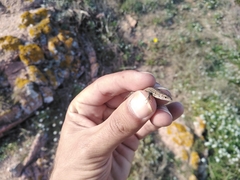 Podarcis carbonelli berlengensis