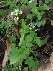 Valeriana flaccidissima
