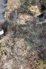 Onosma tanaitica