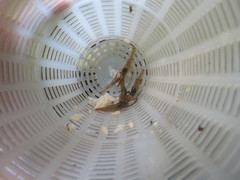 Macrobrachium asperulum