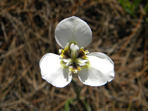 Image of Moraea tricuspidata by no rights reserved