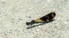 Aristocypha quadrimaculata