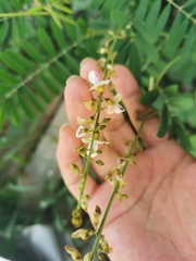 Tephrosia noctiflora