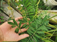 Tephrosia noctiflora