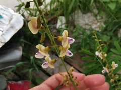 Tephrosia noctiflora