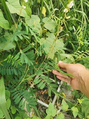 Tephrosia noctiflora