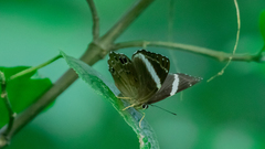 Abisara fylla