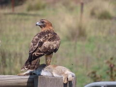 Little Eagle photo 2