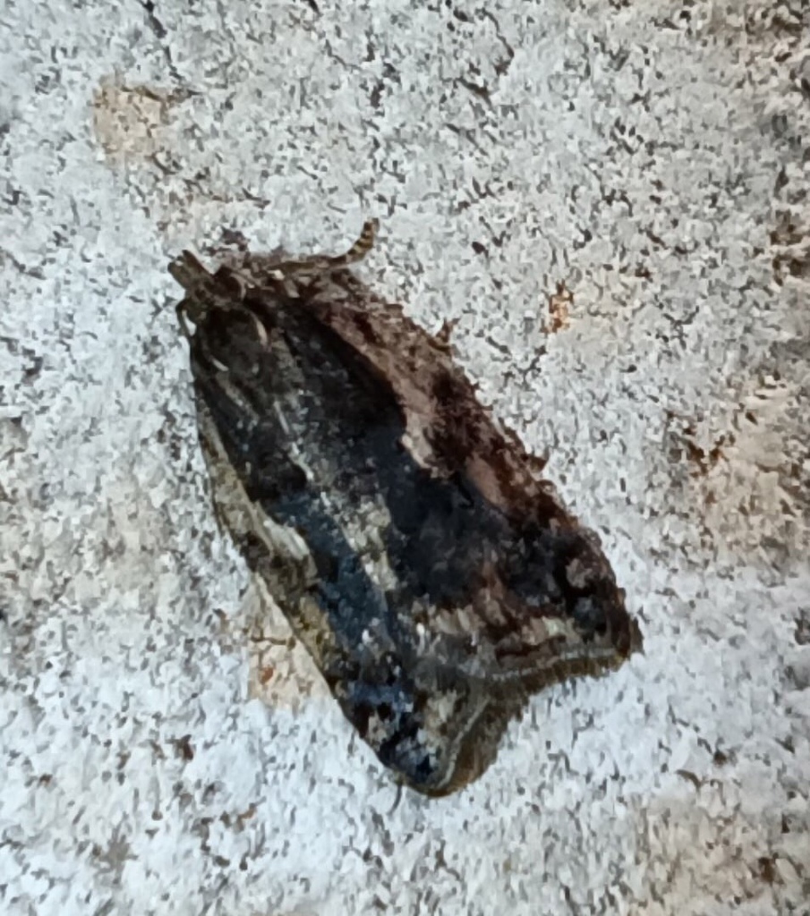 Dark-streaked Button