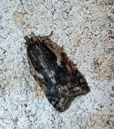 Dark-streaked Button