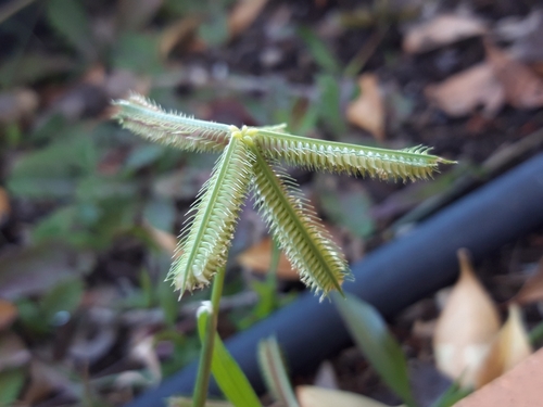 Dactyloctenium aegyptium iNat (1)