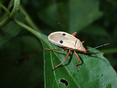 Probergrothius nigricornis