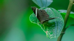 Abisara fylla