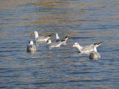 Chroicocephalus ridibundus
