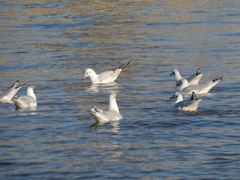 Chroicocephalus ridibundus