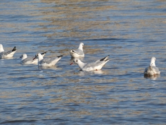 Chroicocephalus ridibundus