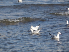 Chroicocephalus ridibundus