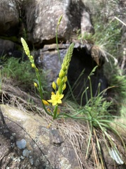 Bulbine glauca