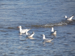 Chroicocephalus ridibundus