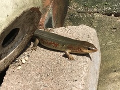 Plestiodon chinensis