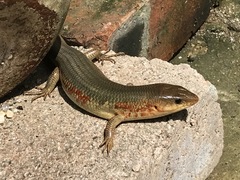 Plestiodon chinensis