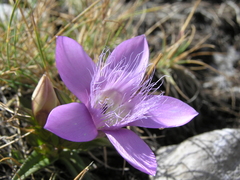 Gentianella germanica