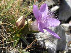 Gentianella germanica