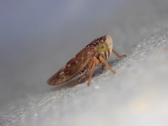 Metidiocerus rutilans