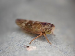 Metidiocerus rutilans