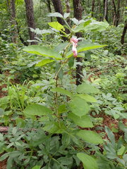 Amalocalyx microlobus