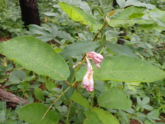 Amalocalyx microlobus