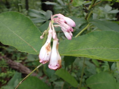Amalocalyx microlobus