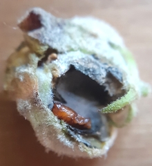 Asphondylia verbasci