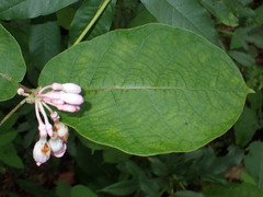 Amalocalyx microlobus