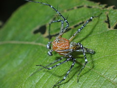 Hamadruas hieroglyphica