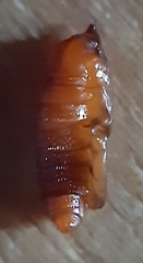 Asphondylia verbasci