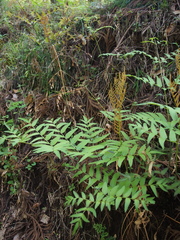 Osmunda japonica