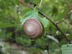 Ariophantidae