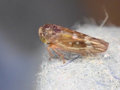 Metidiocerus rutilans