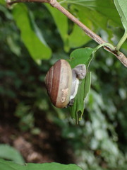 Ariophantidae