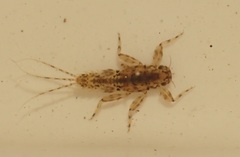 Teloganodidae