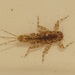 Spiny Crawlers - Photo (c) Darragh Woodford, some rights reserved (CC BY-NC), uploaded by Darragh Woodford