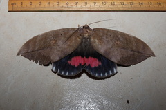Phyllodes imperialis smithersi