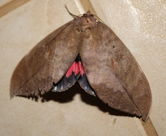 Phyllodes imperialis smithersi